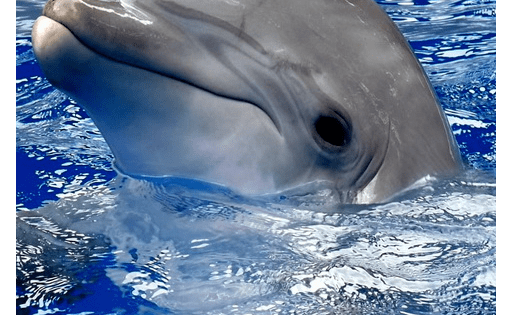 Дельфины. Живые видео обои / Dolphins Video Live Wallpaper