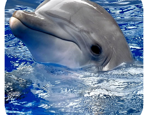 Дельфины. Живые видео обои / Dolphins Video Live Wallpaper