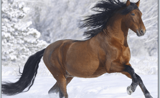 Лошади зимой