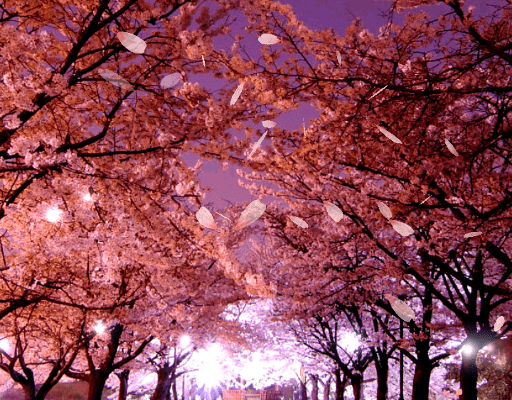 Sakura Falling Live Wallpaper