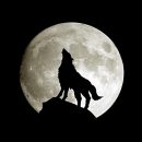 Волк обои / Wolf Wallpaper