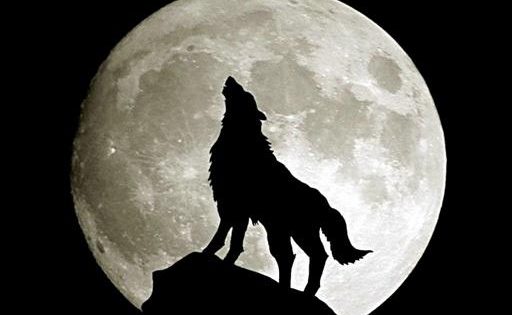 Волк обои / Wolf Wallpaper