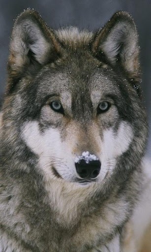 Скриншот Волк обои / Wolf Wallpaper для Android
